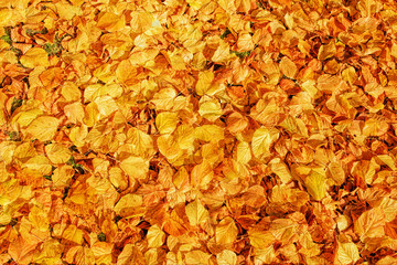 Yellow fallen leaves