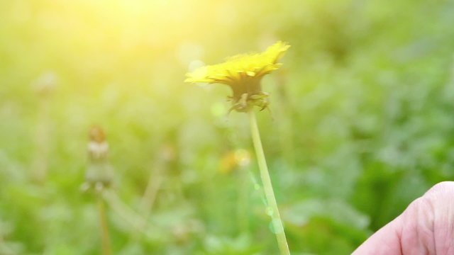 Picking dandelion in the park in slow motion, Slow Motion Video clip