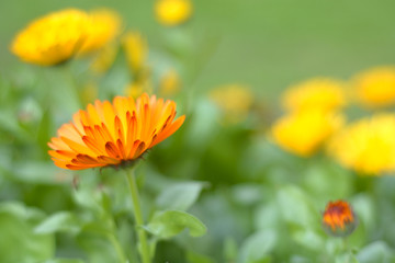 Yellow Flower,Gerbera