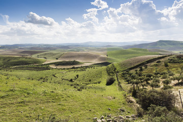 Fototapeta premium Cultivated field from above with blue sky and clouds.