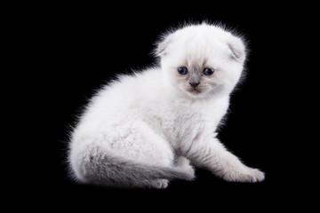 Lop-eared kitten on a background