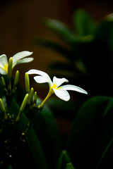 White Flower,Angrezipani