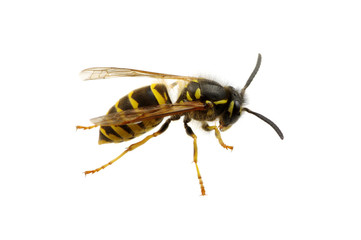 wasp