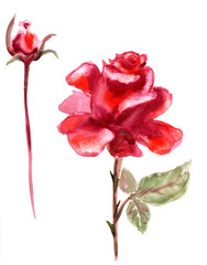 Beautiful Rose flower