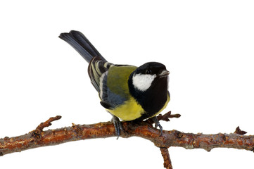 great tit