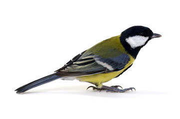 Obraz premium great tit