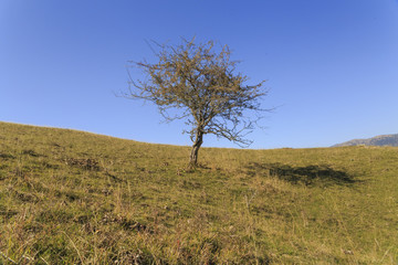 one tree, lonly