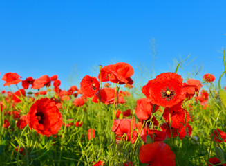 Poppies