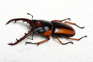 Stag beetle