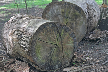 Fototapeta premium Jahresringe vom Baum