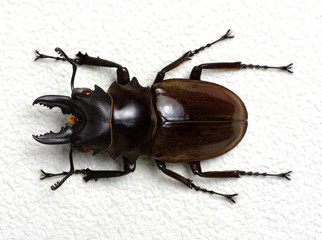 Stag beetle