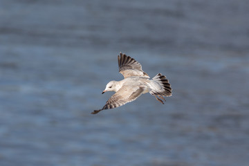 gull above water