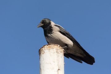 Portrait of a crow
