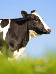 Crédence de cuisine en plexiglas Vache Vache Holstein unique