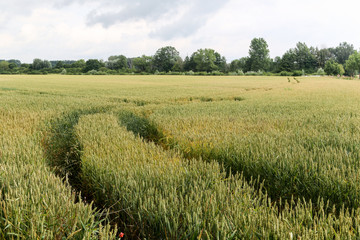 Fototapeta premium Field with road and tracks