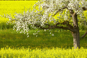 Frühling