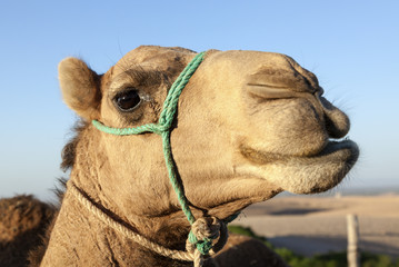 Dromedary camel portrait