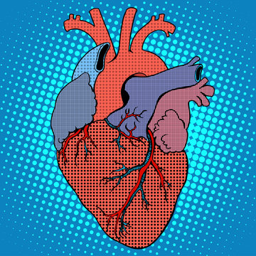 Anatomy human heart retro style