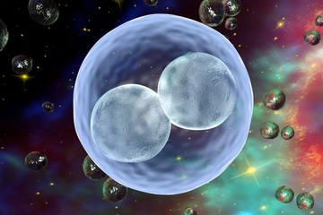 Obraz na płótnie Canvas Human embryo on the stage of two cells on space background with galaxies. Elements of this image furnished by NASA