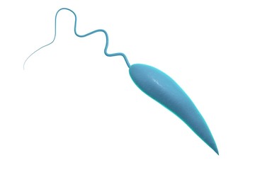 Leishmania isolated on white background. Promastigotes of Leishmania parasite which are found in mosquito midgut or laboratory cultures. Leishmania tropic, Leishmania major or other Leishmania