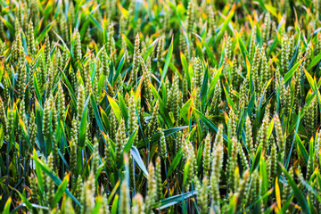 Obraz premium Green wheat closeup in a field.