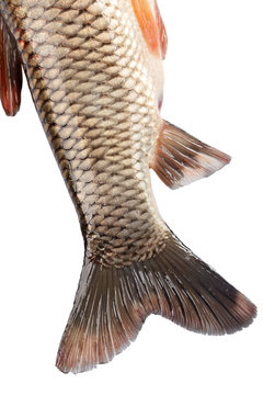 The tail of the fish carp isolated on white background