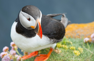 Puffin in Latrabjarg, Iceland