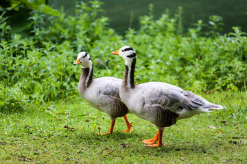 Two geese standing on green grass.