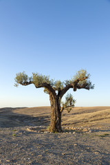 Einsamer Olivenbaum in der Wüste in der Nähe von Agafay, Marokko