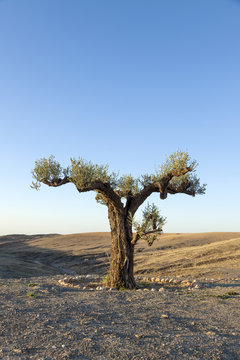 Lone olive tree at the desert near Agafay, Morocco