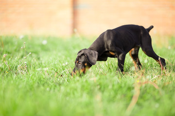 doberman pinscher puppy in garden