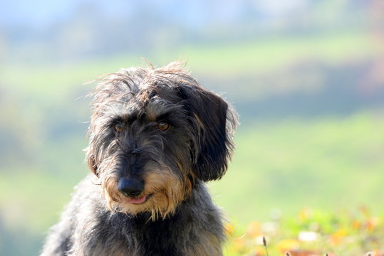nachdenklich, Portrait eines Rauhaardackels