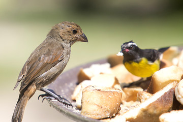 Coereba flaveola - Bananaquit