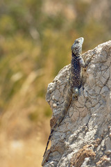 Greek lizard on a rock