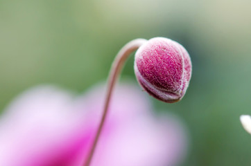 Anemone Knospe im Herbst Nahaufnahme