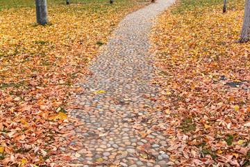 footpath with autumn leaves fall in the garden