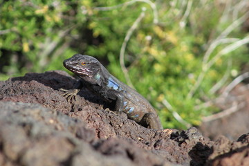 Lagarto, Gallotia galloti eisentrauti, Teide, Islas Canarias