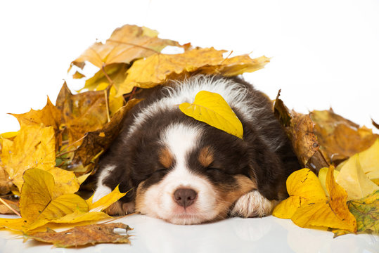 Welpe im Herbstlaub