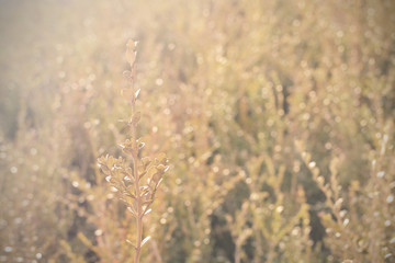 plant with sunlight in the morning