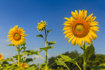 Sunflower on blue sky