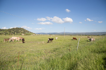 cows and cattle graze free in a wasteland, summer day