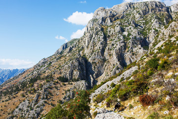 View Lovchen mountain with cows. Montenegro.