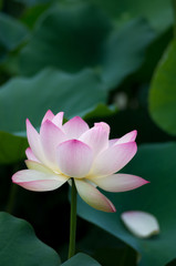Fototapeta premium Lotus flower