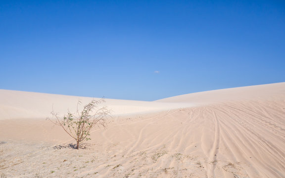 The Tree In White Sand Dunes In Jericoacoara, Brazil