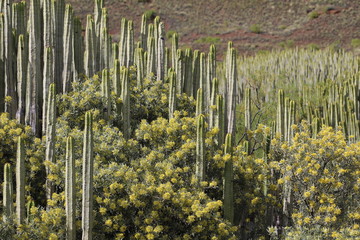 Vegetación entre cardones canarios