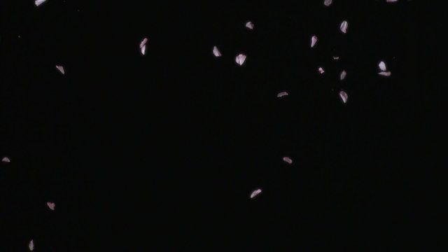 Cherry blossom petals falling shooting with high speed camera, phantom flex.