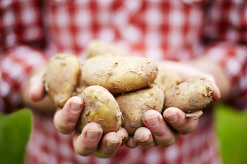 Man Holding Freshly Picked Jersey Royal New Potatoes