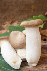 King oyster mushroom - Eryngii mushroom