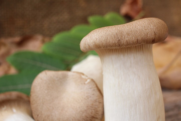 King oyster mushroom - Eryngii mushroom © Mumuuphoto