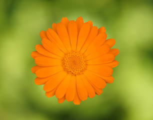 Isolierte orangefarbene Ringelblume vor grünem Hintergrund